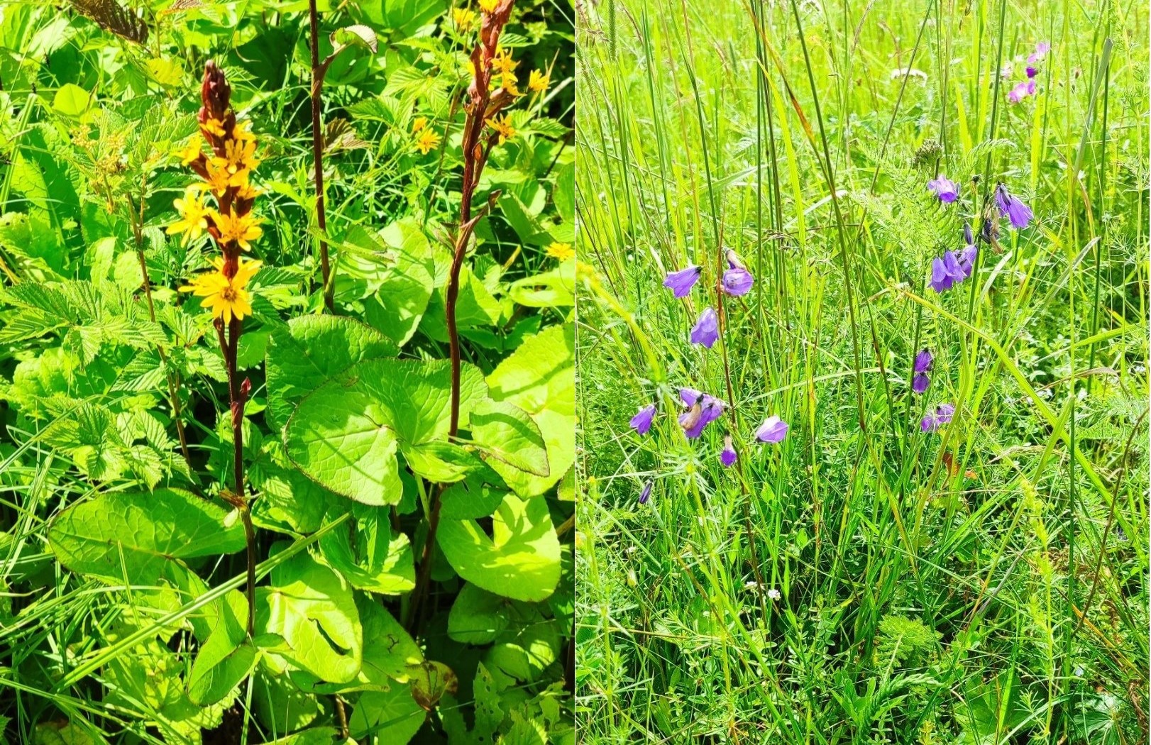 Моніторинг видів рослин європейського природоохоронного значення (Ligularia sibirica та Campanula serrata)