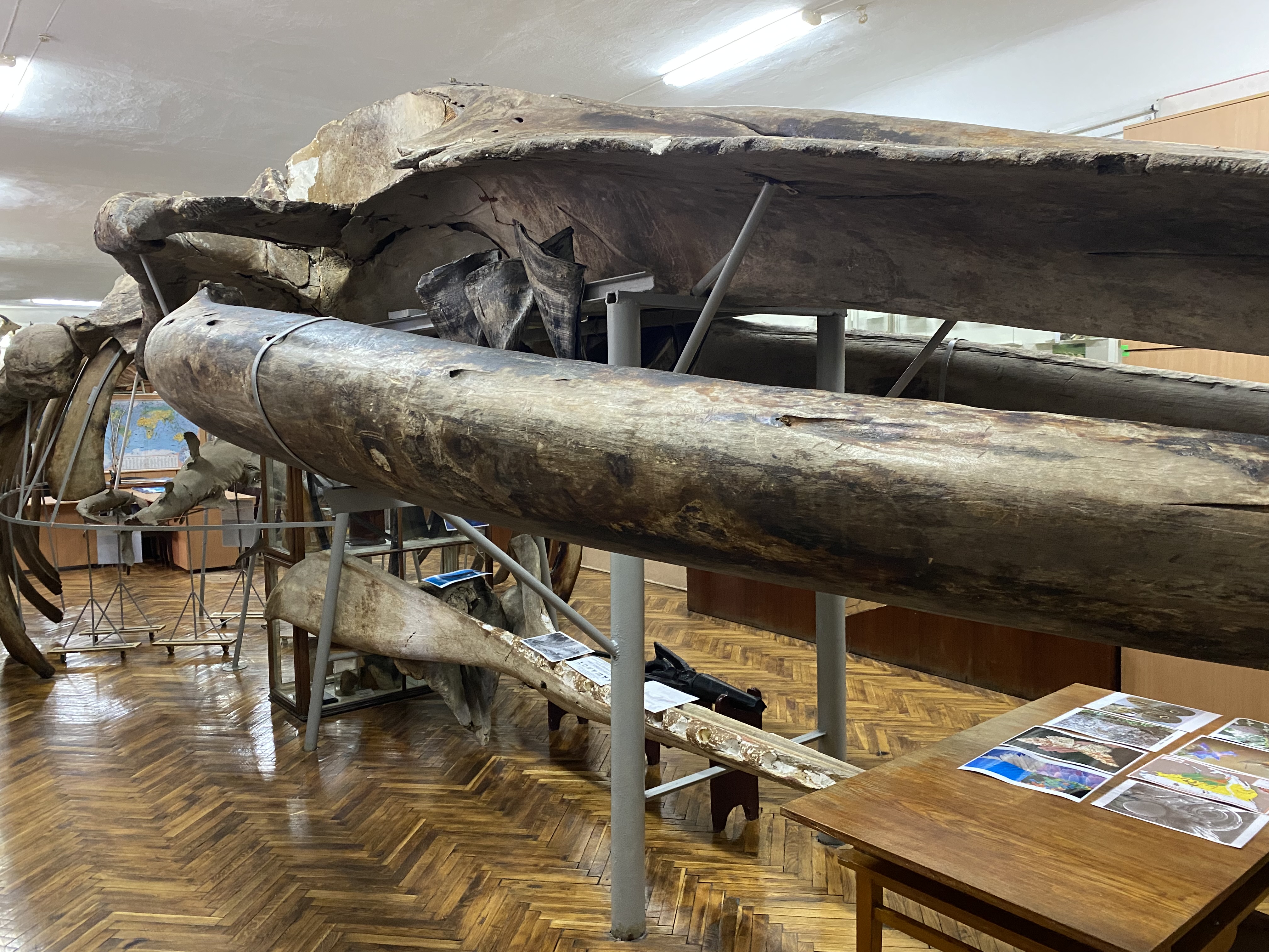 Зоологічний відділ