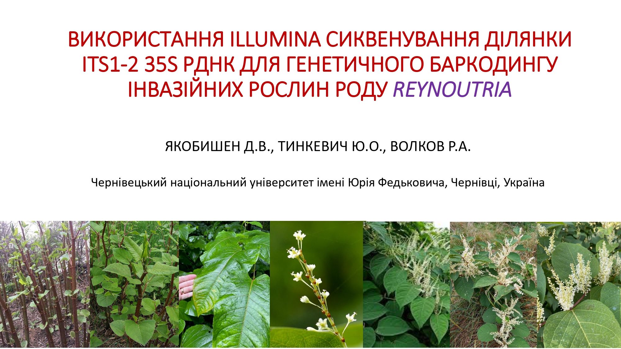 na-sait-2