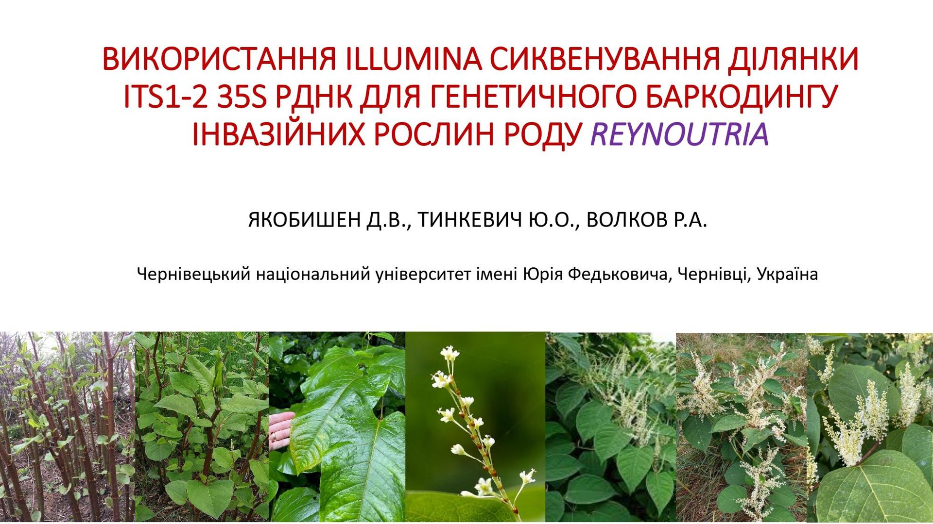 na-sait-2