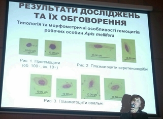 На фото: доц. Савчук Г.Г. Доповідь: "Особливості гемоцитарного складу Apis mellifera в залежності від віку і породної приналежності"