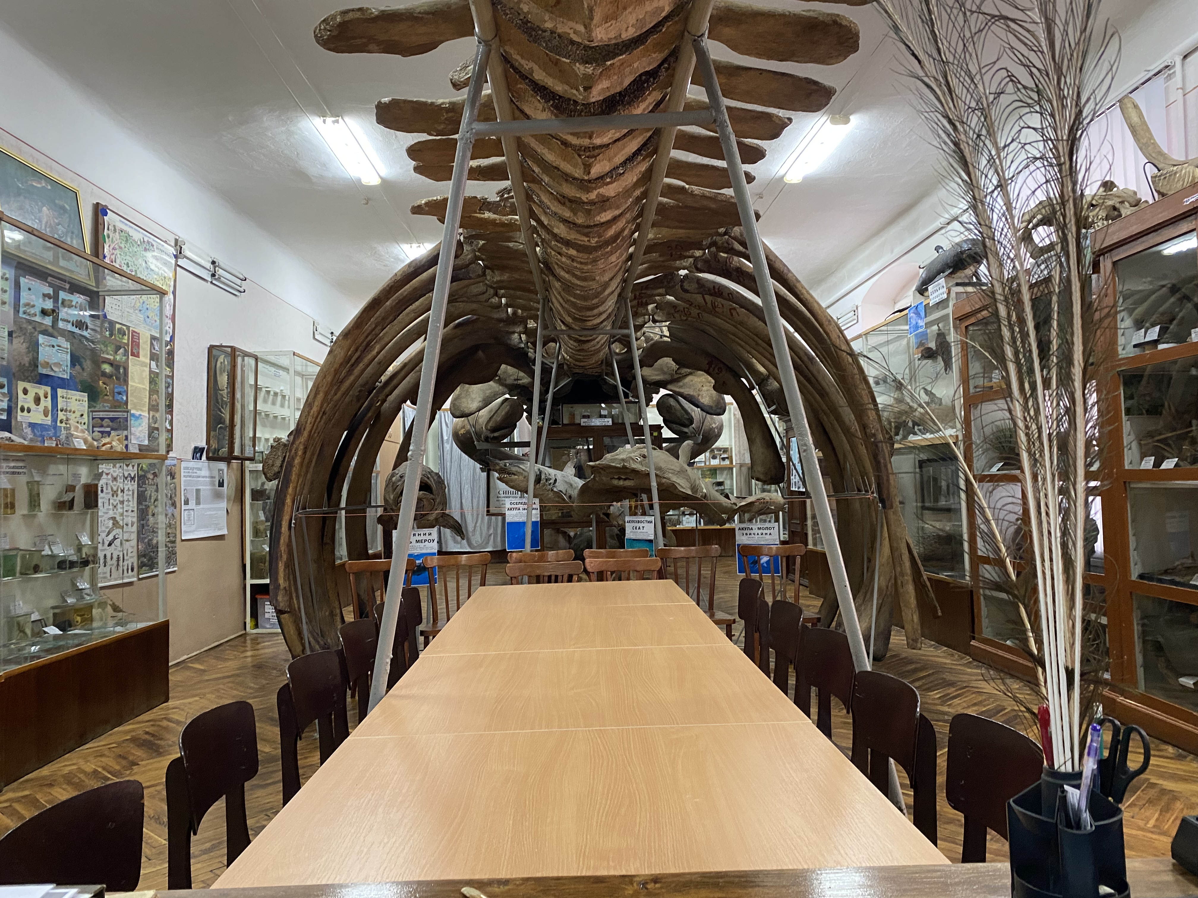 Зоологічний відділ