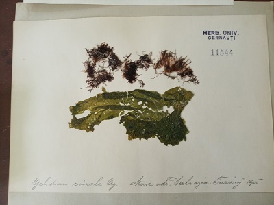 algae