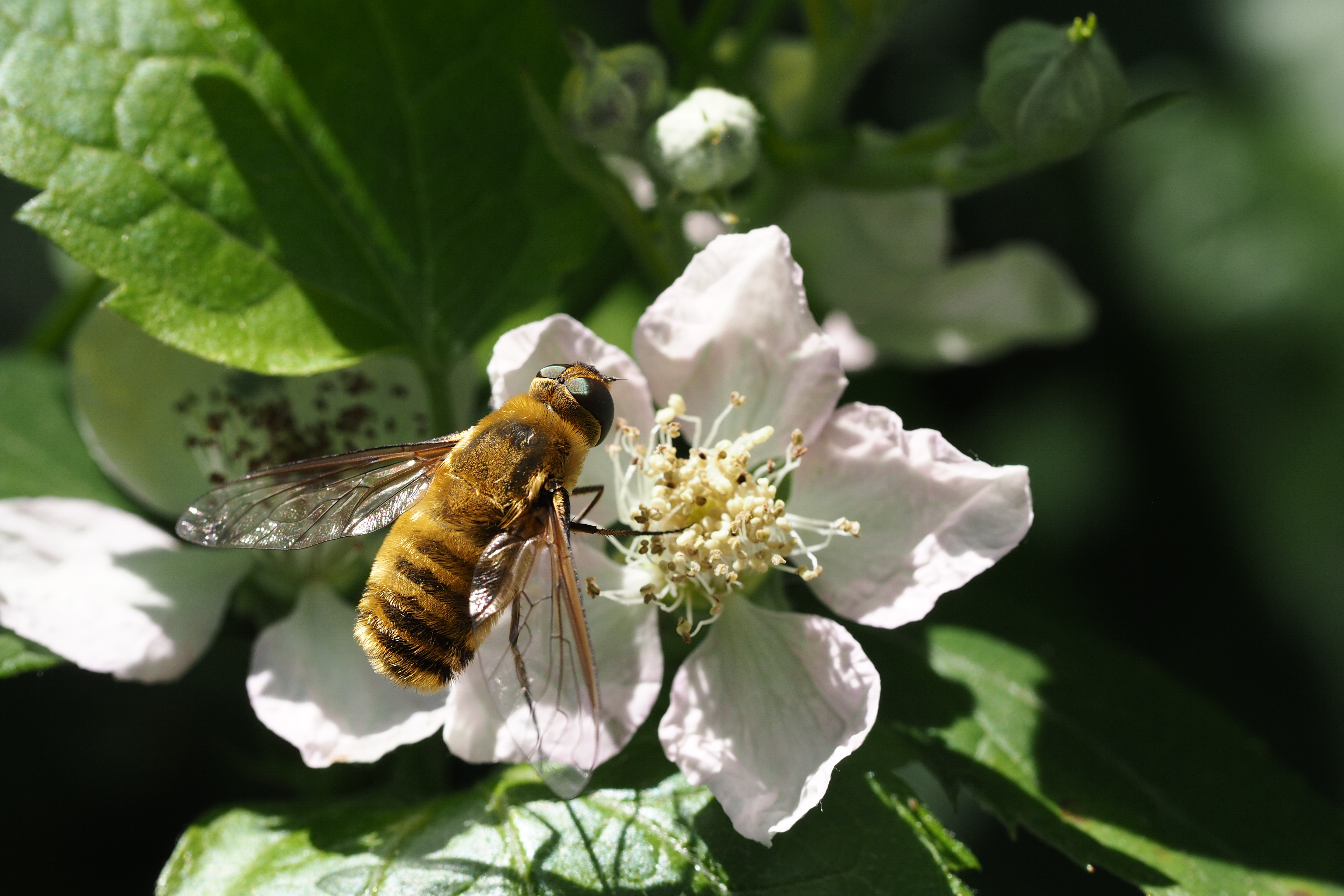 Bee-fly Villa hottentotta on Rubus fruticosus Felix Fornoff