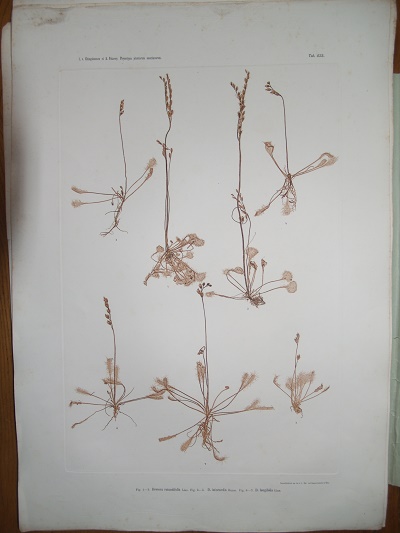 physiotypia-plantarum_small