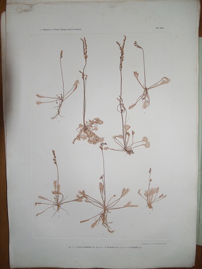 physiotypia-plantarum_small