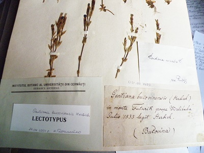 lectotypus