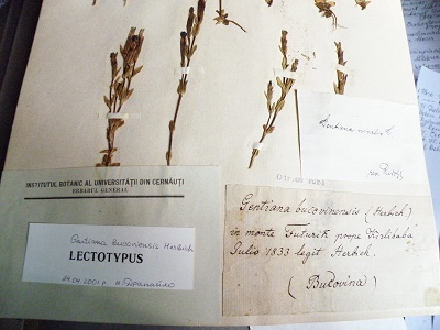 lectotypus
