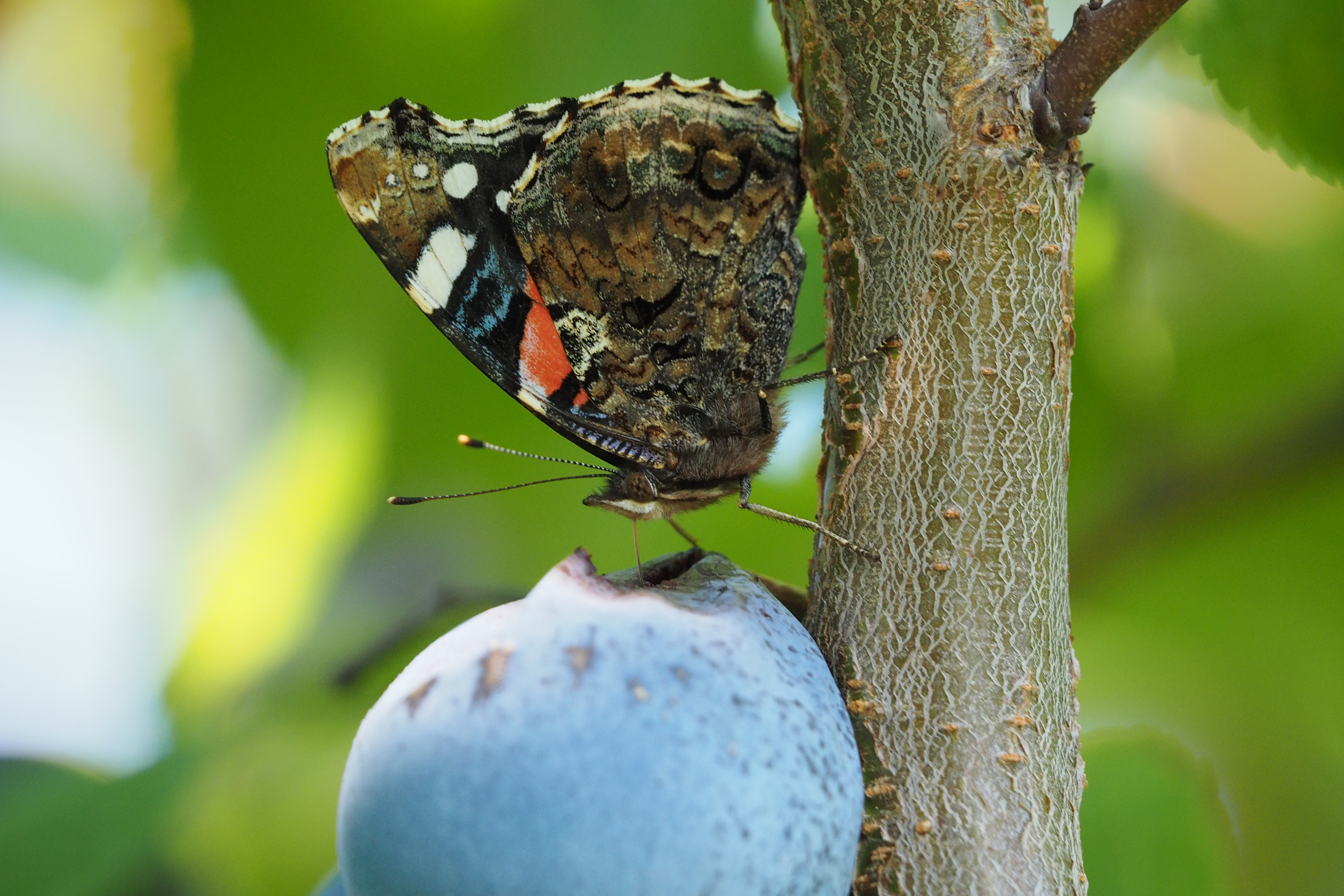 Vanessa atalanta drinking plum juice Felix Fornoff
