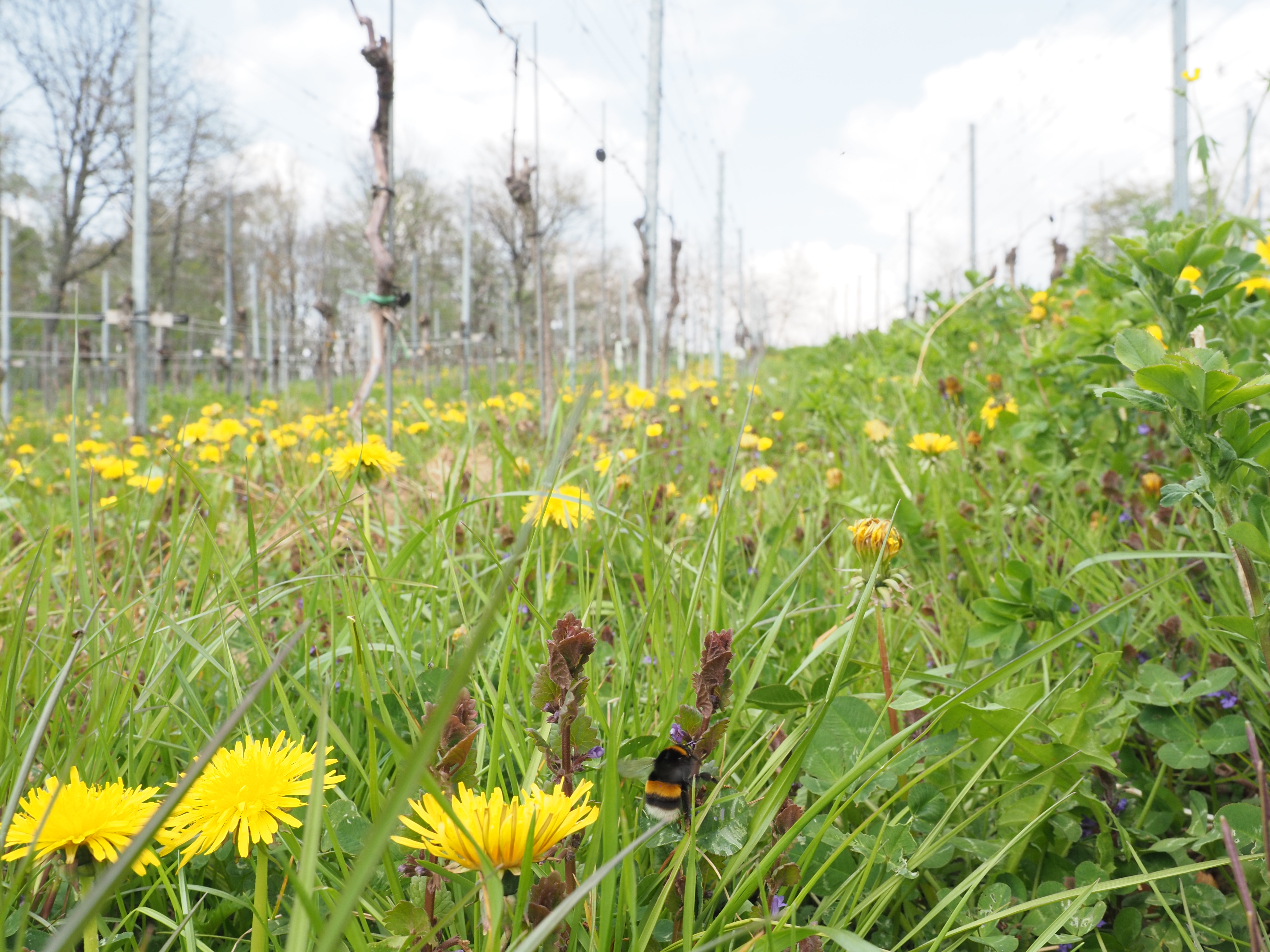 Bumblebee on spring flowers in vineyard Felix Fornoff