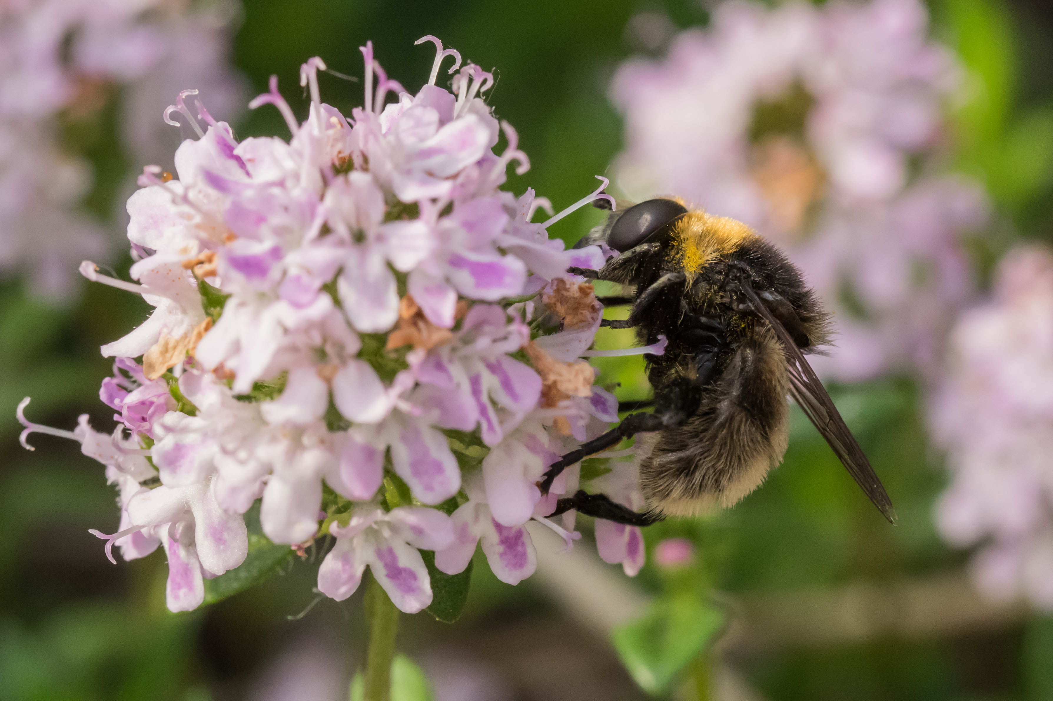 Hoverfly on purple flower” its Volucella bombylans on Thyme  Felix Fornoff