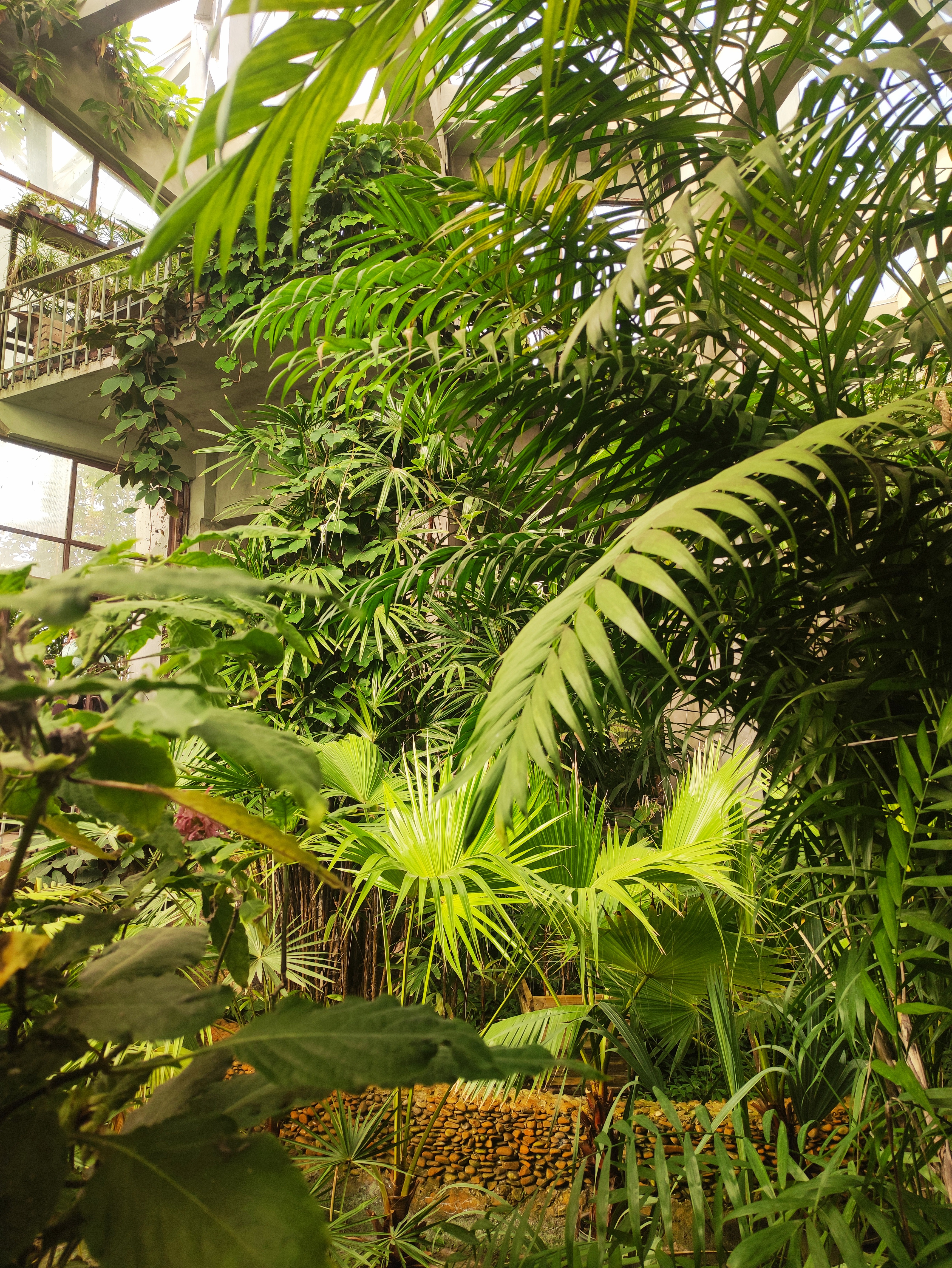 Пальми у тропічному відділі експозиційної (фондової) оранжереї