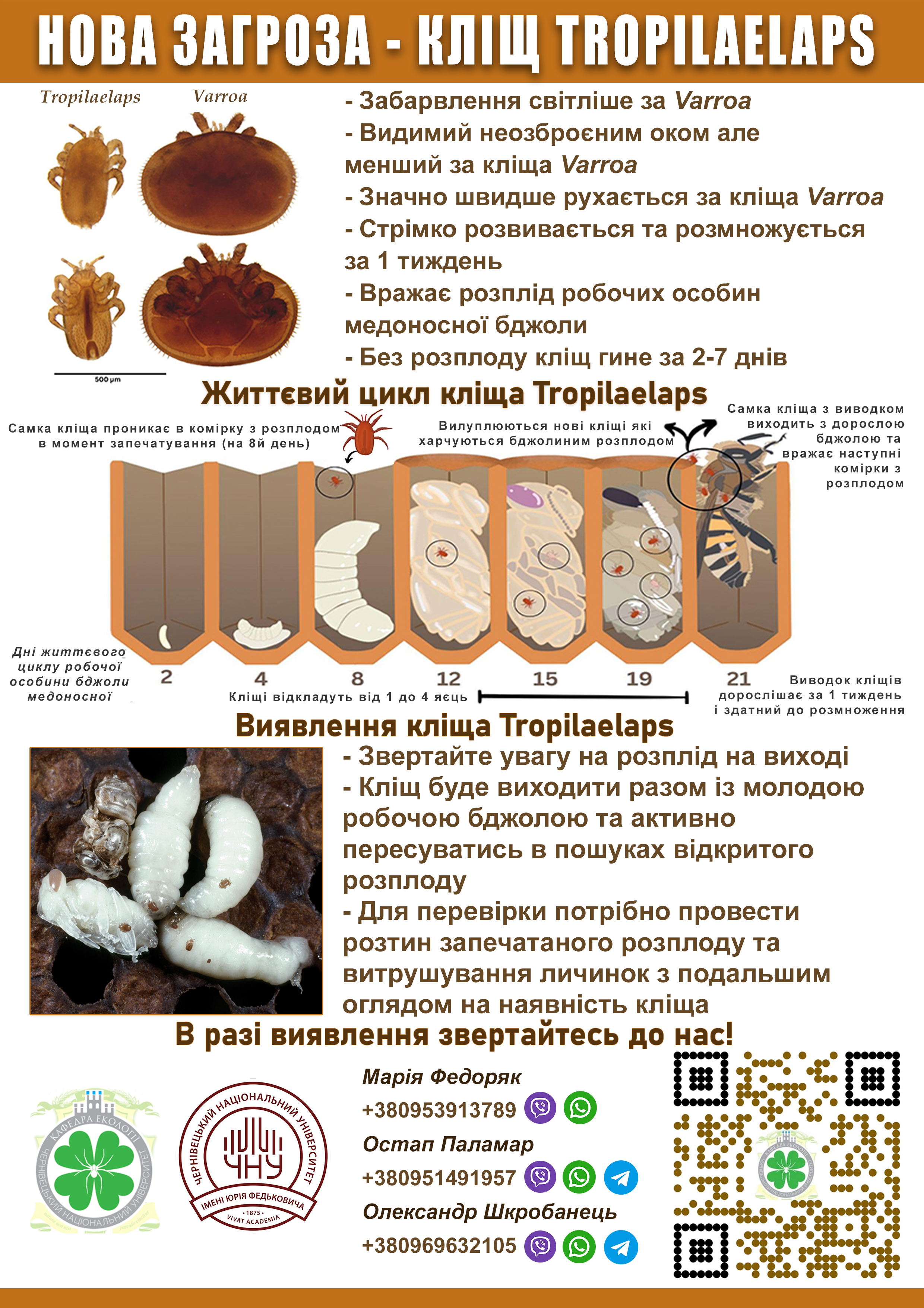Нова загроза - кліщ Tropilaelaps
